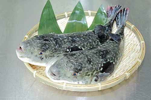 とらふぐ　国産　養殖　活け締め